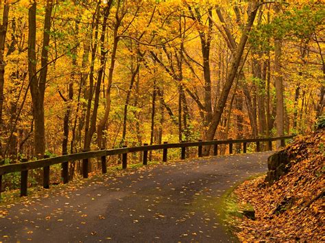 Park Trees Yellow Leaves Road Autumn Wallpaper Nature And