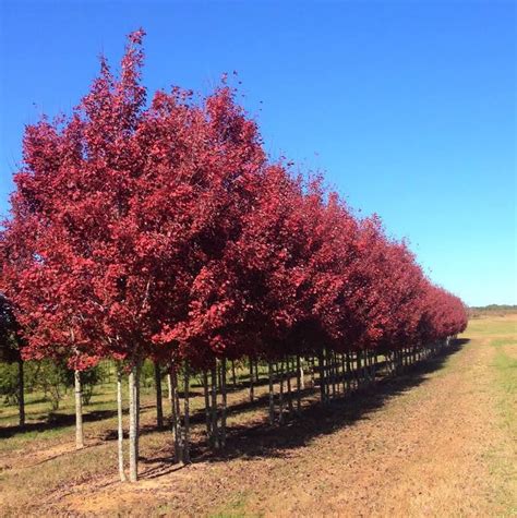 Small Shade Trees Zone 5 Shade Trees Trees For Front Yard Order