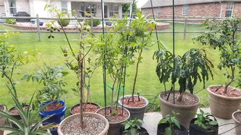 Container Tropical Fruit Trees May 2017 Update Youtube