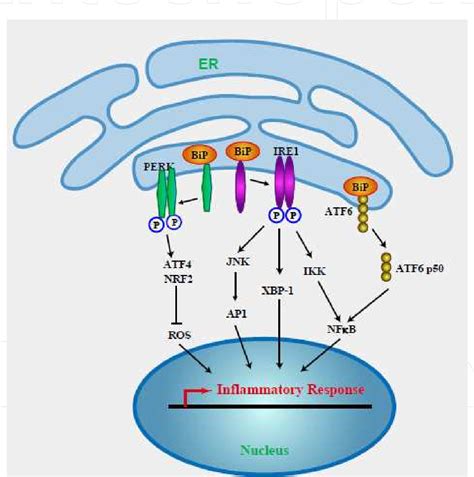 Figure 2 From Endoplasmic Reticulum Er Stress In The Pathogenesis Of