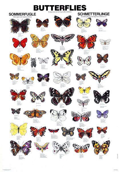 Identifying Butterfly Wing Shapes Google Search Butterfly Poster Butterfly Pictures