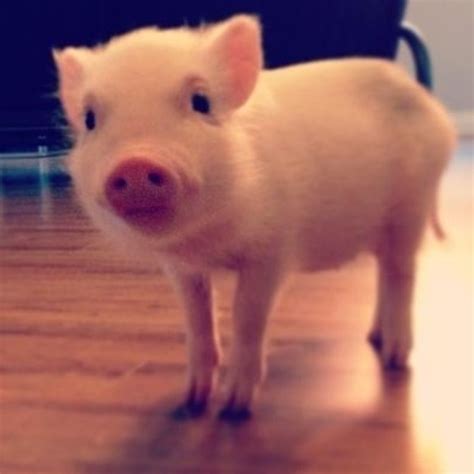 31 Super Cute Pigs That Will Melt Your Heart Teacup Pigs