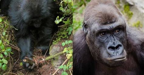 Gorillas Seen Dismantling Poachers Traps In The Wild A First
