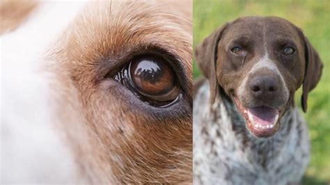 Dog Itchy Eyes Home Remedy And Preventions ⋆ Helth