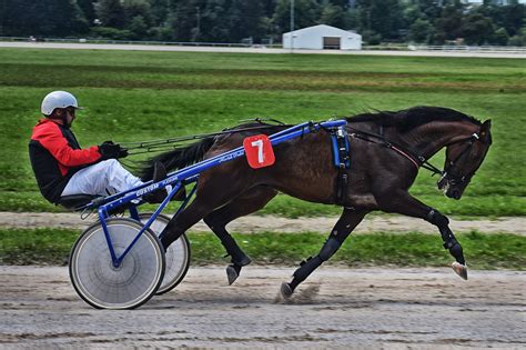 Sulky Horse Harness Trot Equestrian Free Image From