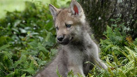 Cute Wolfs Wallpapers Wallpaper Cave