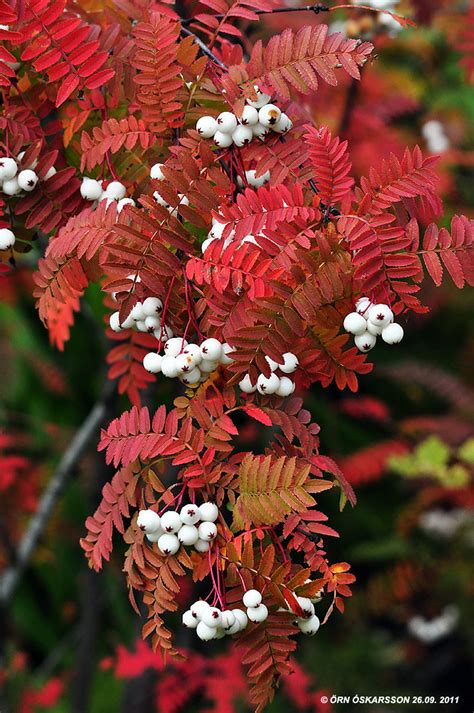 Koparreynir Sorbus Koehneana Ornamental Trees Trees To Plant Fall Container Gardens