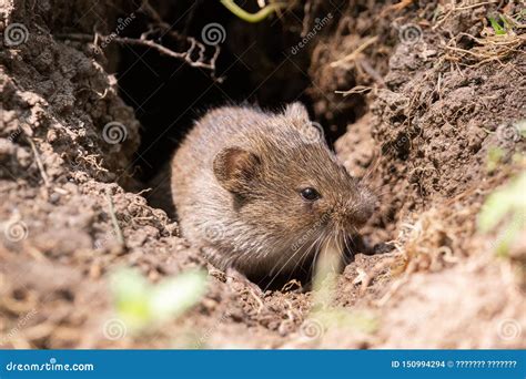 The Striped Field Mouse Stock Photo Image Of Ground 150994294