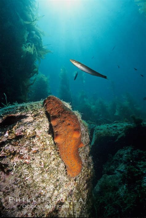 Warty Sea Cucumber On Rocky Reef Amid Kelp Forest Parastichopus