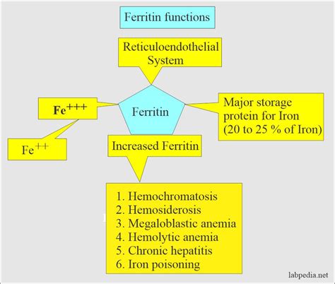 Ferritin Serum Ferritin Level Labpedia Net