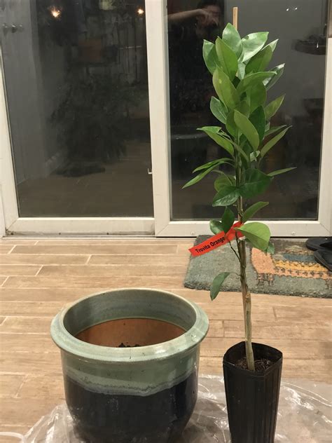Maybe you would like to learn more about one of these? Repotting the Trovita orange tree - Spring 2020 - YHK ...
