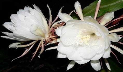 Top 10 Rarest Beautiful Flowers In The World Top 10