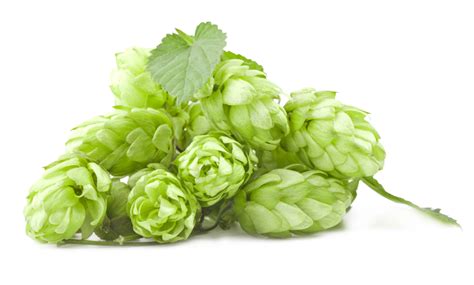 Hops Clipart Hop Flower Hops Hop Flower Transparent Free For Download