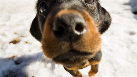 Puppy wallpaper hd dogs new tab puppies theme. Funny Puppies Desktop Wallpaper | Best HD Wallpapers ...
