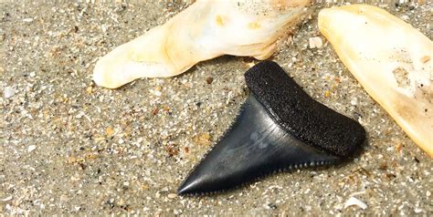 Shark Teeth Amazing Beach Fossils Beachcombing Magazine