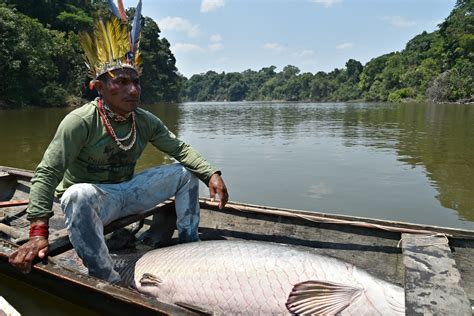 Como Os Indígenas Preservam O Pirarucu Amazônia Real