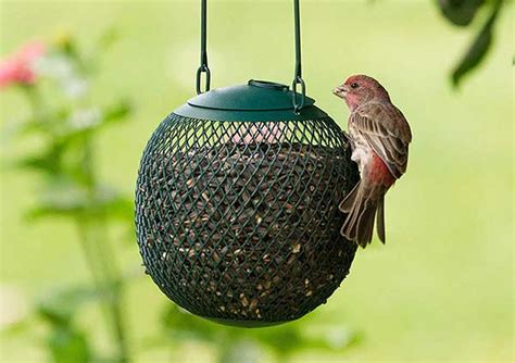 buy bird feeders feed garden birds bird spot