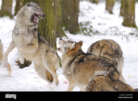 Gray Wolf Canis Lupus Pack Fighting In Snow Stock Photo Alamy