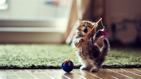 Cute Cat Plays Wallpapers And Images Wallpapers Pictures Photos