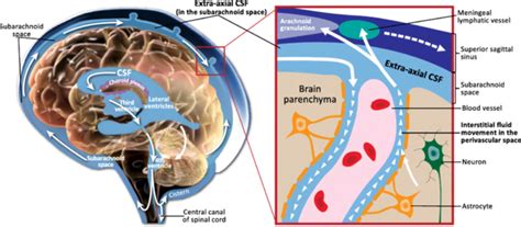 Cerebrospinal Fluid Enters The Subarachnoid Space Through The