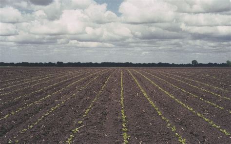 Prepare Sugarbeet Fields For A Strong Season Syngenta Know More