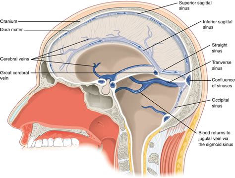 Sistema Cerebrovascular Anatomía Concise Medical Knowledge