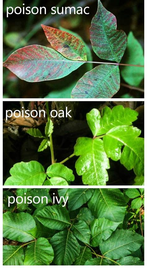 Top 23 Natural Way To Kill Poison Ivy