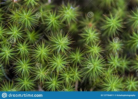 Bright Green Star Moss Polytrichaceae Stock Image Image Of Morgan