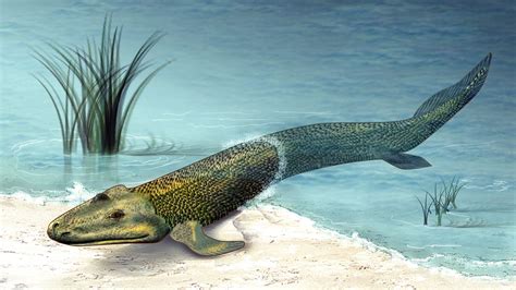 Strong Tides May Have Pushed Ancient Fish To Evolve Limbs Science Aaas