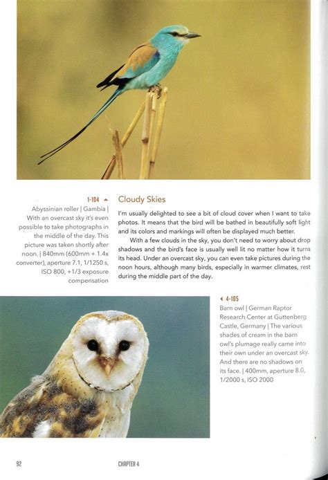 The Beginners Guide To Photographing Birds Essential Techniques For