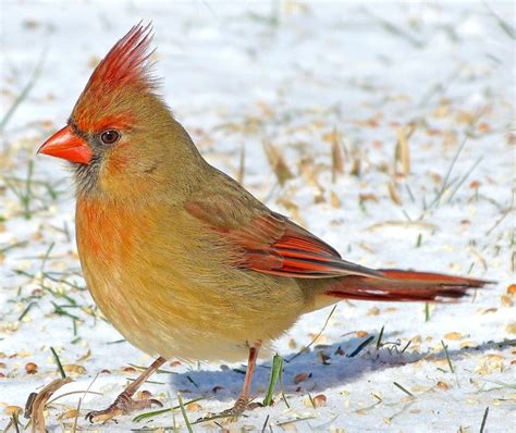 Female Cardinal1 7jan14