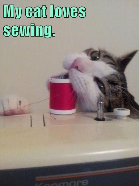 Collect The Prodigious Funny Cat And Sewing Pictures Hilarious Pets