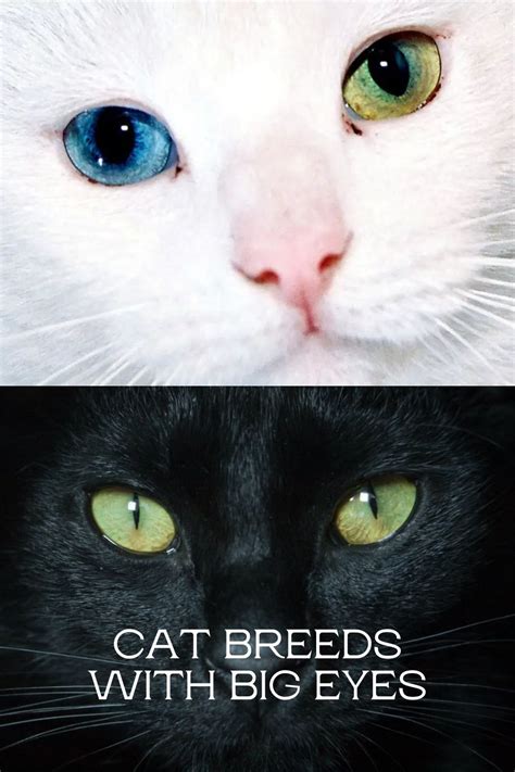 17 Cat Breeds With Big Eyes That Will Melt Your Heart Cat Queries