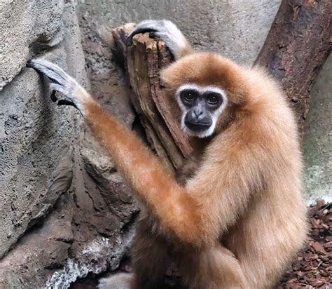 Check spelling or type a new query. Koeln - Zoologischer Garten - Juli 2013 - Klaus ...