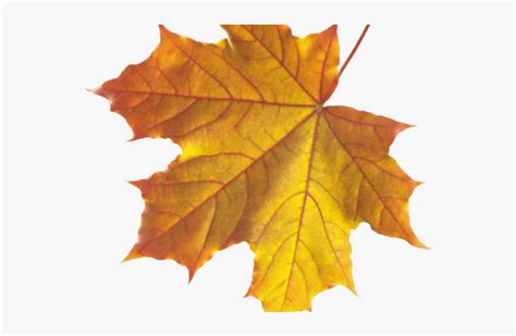Autumn Leaves Clipart Emoji Autumn Leaf Png Transparent Png Kindpng