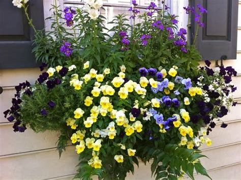 Maybe you would like to learn more about one of these? Choose Flowers For Window Boxes
