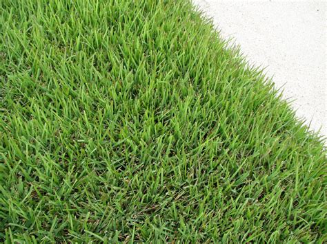 Types Of Zoysia Types Of