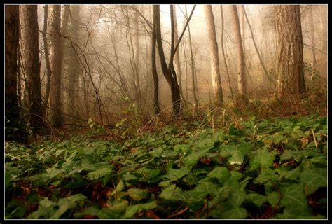 Forest In Fog Free Stock Photo Public Domain Pictures