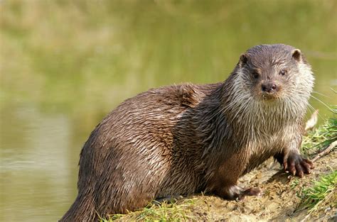 European Otter Photograph By Louise Murrayscience Photo Library Fine