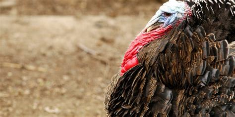 6 Things You Didnt Know About Turkeys Fox News