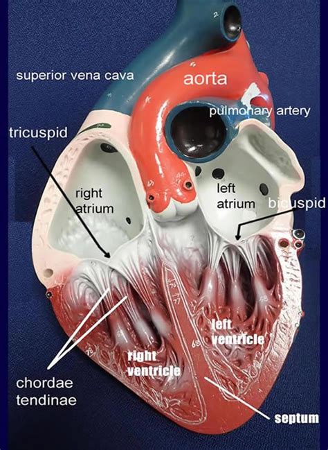 Internal Heart Structure Diagram