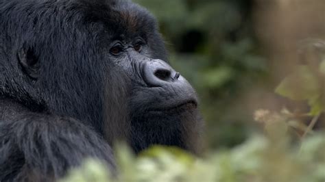 Africa Gorilla Safari Travels Bespoke Gorilla Trekking Safaris 2023