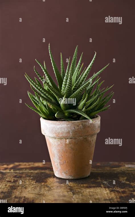 Maryland Usa Houseplant Cactus Succulent Spiky Green Leaves Stock Photo