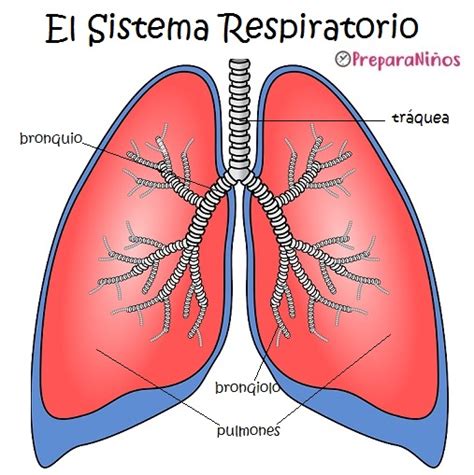 Sistema Respiratorio Para Niños Partes Y Funciones Preparaniñ