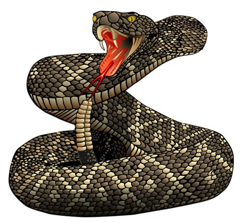 Rattlesnake Png File Png All Png All
