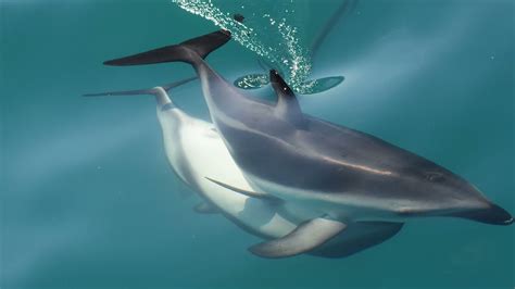 Female Dolphins Have A Fully Functional Clitoris Smart News Smithsonian Magazine