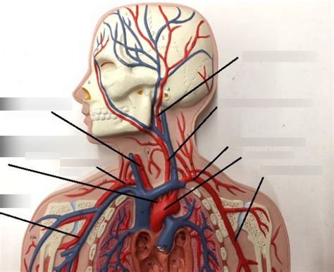 Upper Body Veinsarteries Diagram Quizlet