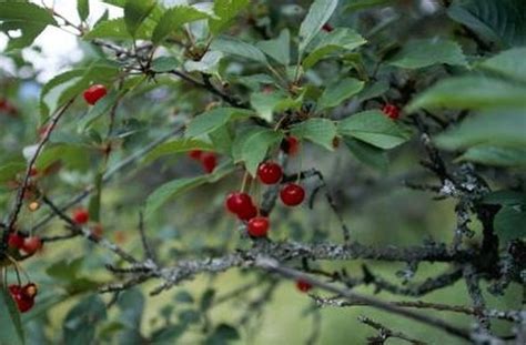 How To Identify Edible Berry Trees In Pennsylvania Hunker