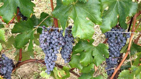 How The Short European Harvest Might Affect Wine Lists Eater Ny