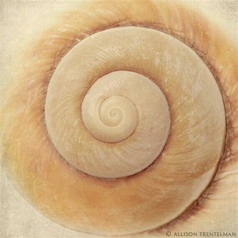 Golden Ratio Logarithmic Spiral Sacred Geometry Line Chambered